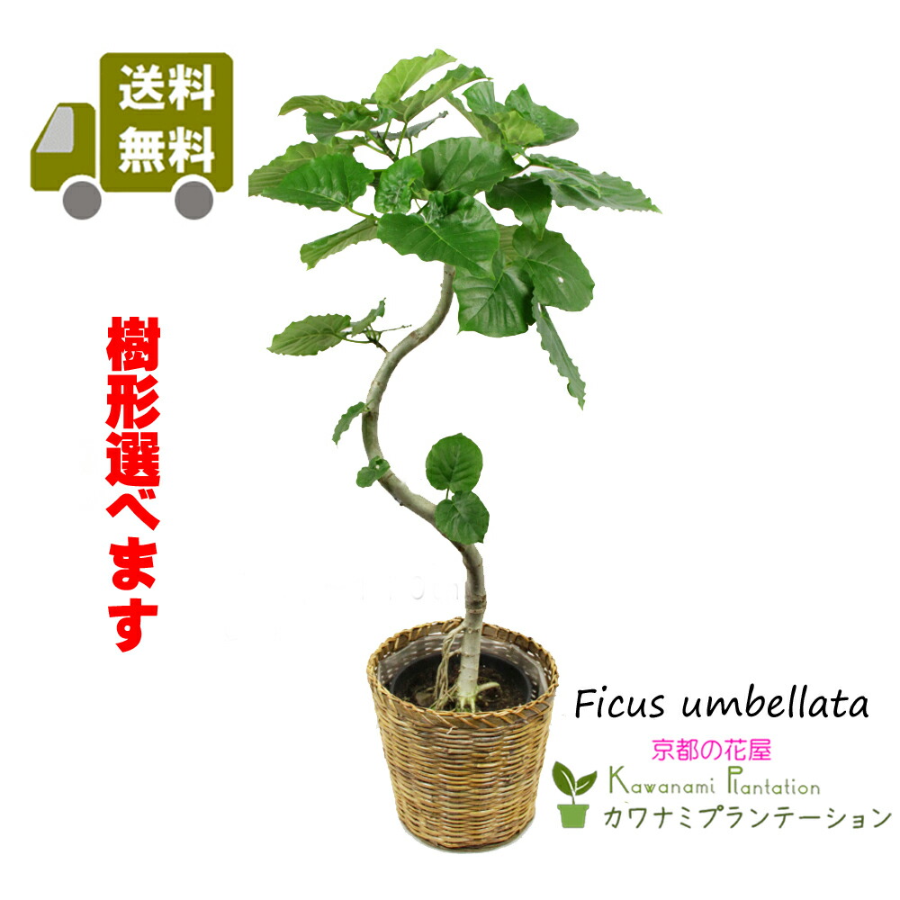 楽天市場 観葉植物 ウンベラータ7号幹曲り 送料無料 立て札 メッセージカード無料 10p05nov16 カワナミプランテーション