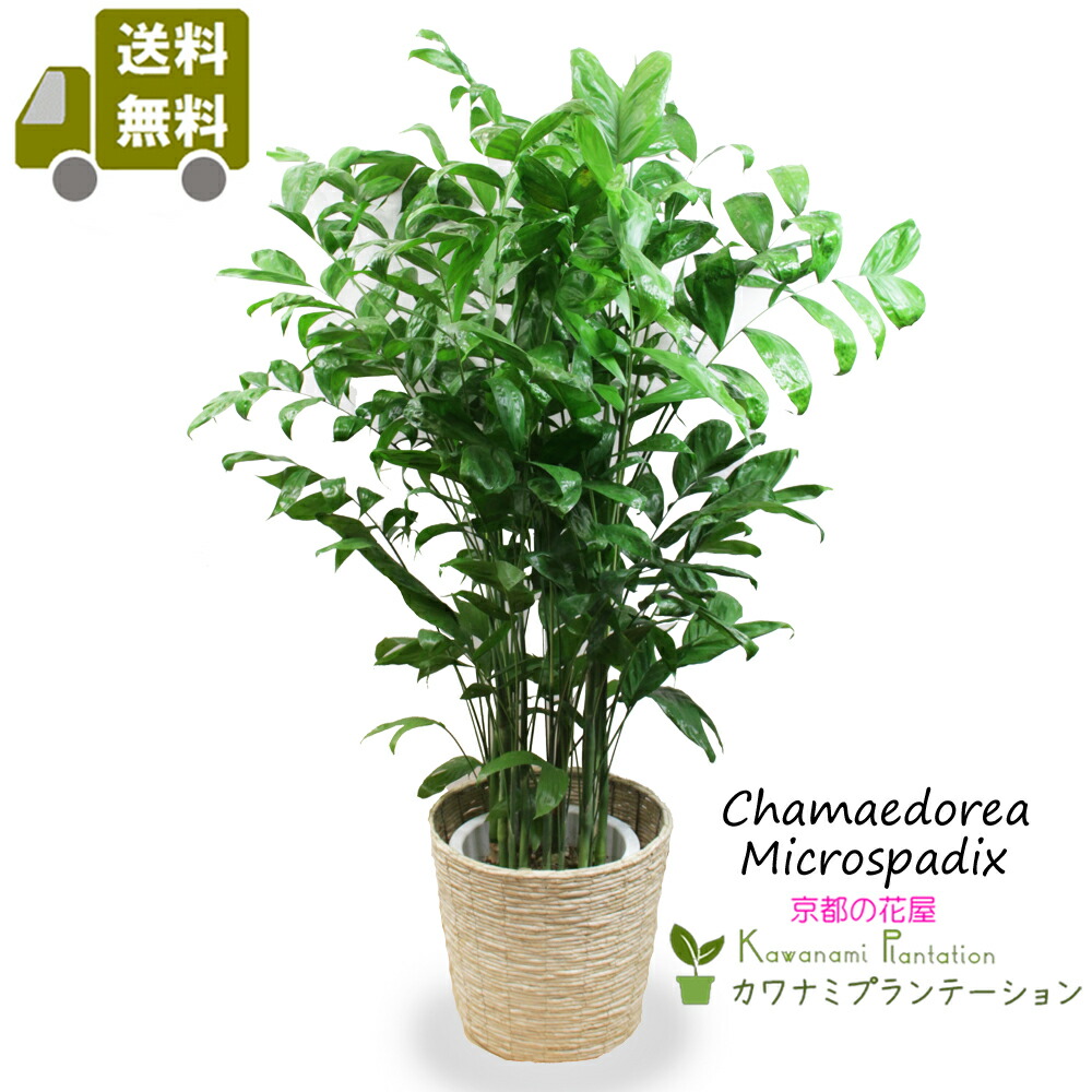 観葉草木 チャメドレア ミクロスパディクス(高性チャメドレア） 10号  貨物輸送無料 大型 今めかしい 耐寒性  耐陰性 椰子科 室内装飾 室内 育て分かりやすい祝賀会 開店祝賀会 造営祝賀会 差し上げ物 差し上げ物 【京都のフローリスト カワナミプランテーション】