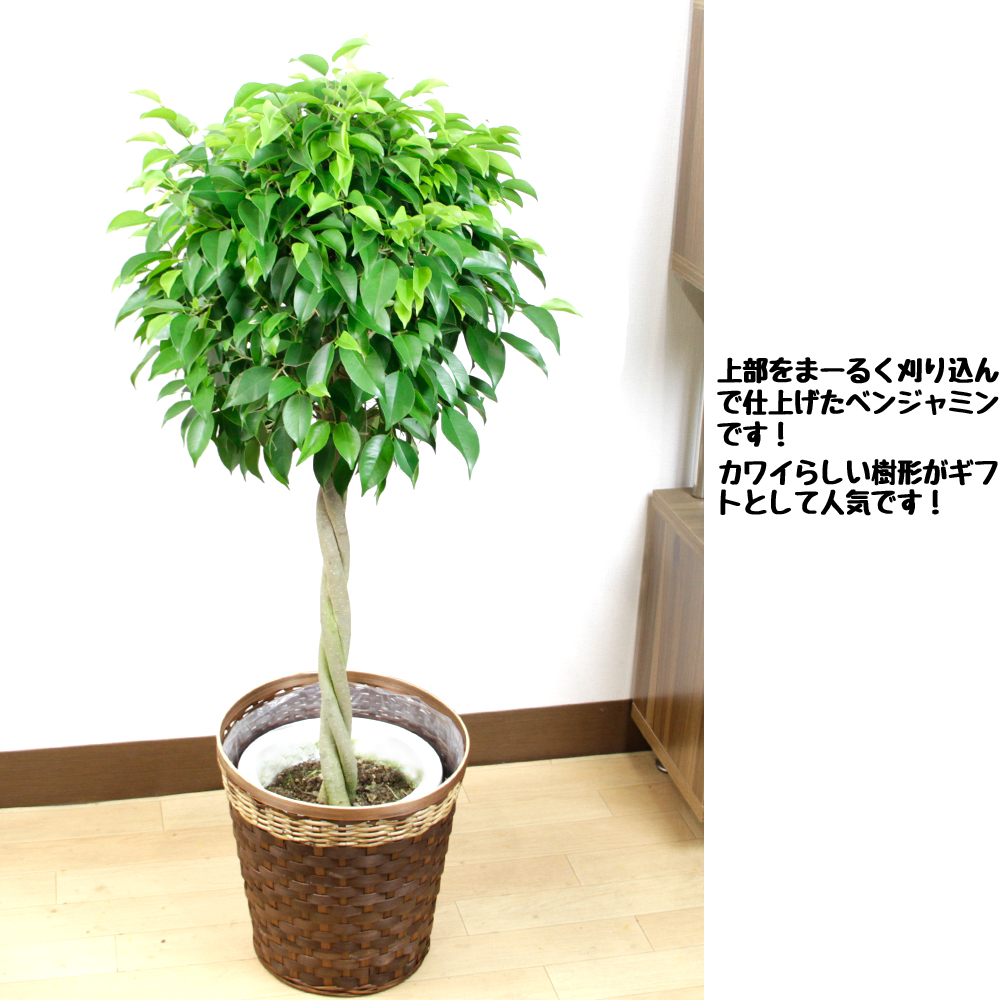 観葉植物 ベンジャミン スタンダード８号10p03dec16