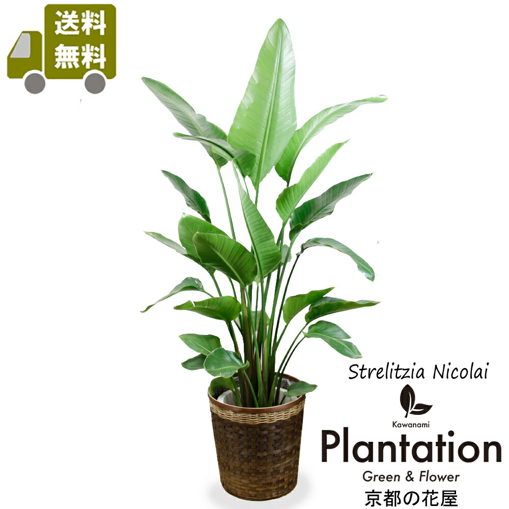 楽天市場】観葉植物 大型 オーガスタ ストレリチア 大鉢 10号 法人様
