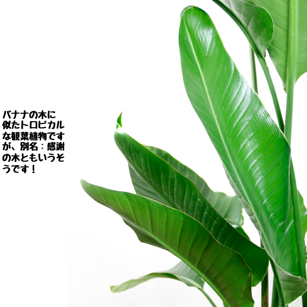送料無料 観葉植物 ストレリチア オーガスタ 号 立て札 メッセージカード無料 別名 感謝の木 Solga Sowa Pl