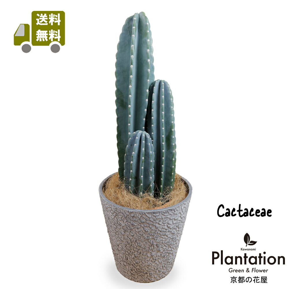 楽天市場】【現品】サボテン・ワラシー 8号 A7番 【人気 植物