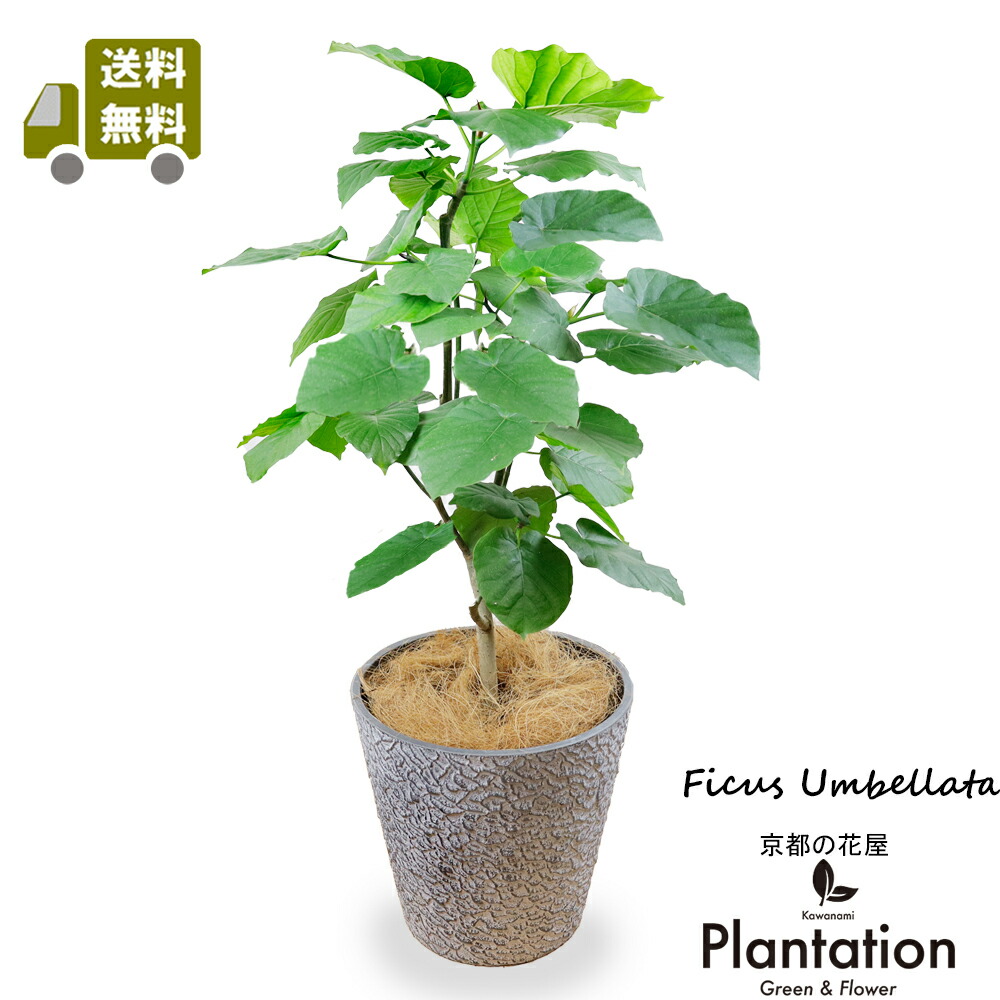 楽天市場】観葉植物 ユッカ エレファンティペス（青年の木）10号