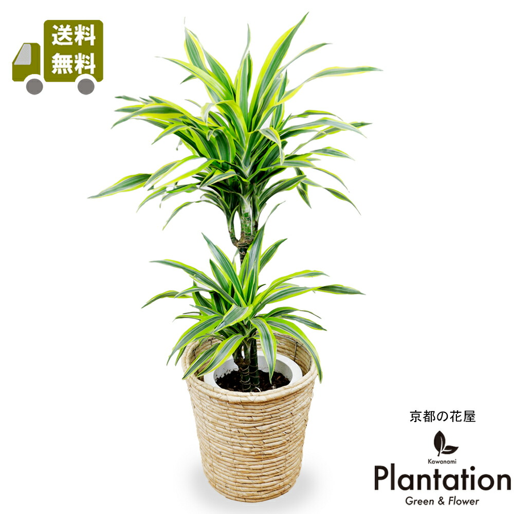 【貨物輸送無料】檸檬菩提樹 ワーネッキ7号【トロピカル】【朱夏差し上げ物】【立て札＆申し立て歌留多無料】10P03Dec16
