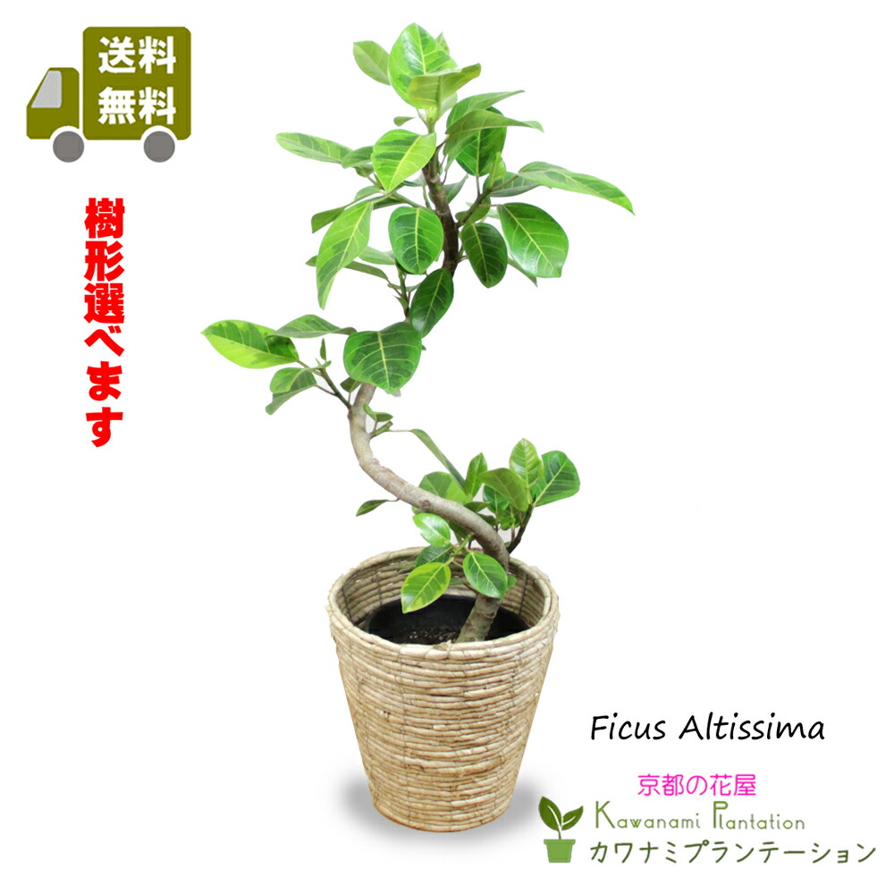 【樹形選べる】フィカス・アルテシマゴムの木 曲がり 7号 予防医学の木 観葉草木 未経験者でも楽になること 育て分かりやすい 斑入り葉 室内 リビング 部屋の入り口 臥し所 喫茶店風 室内装飾緑であること 北欧 自然的 1点もの【 貨物輸送無料】【京都のフローリストカワナミプランテーション】