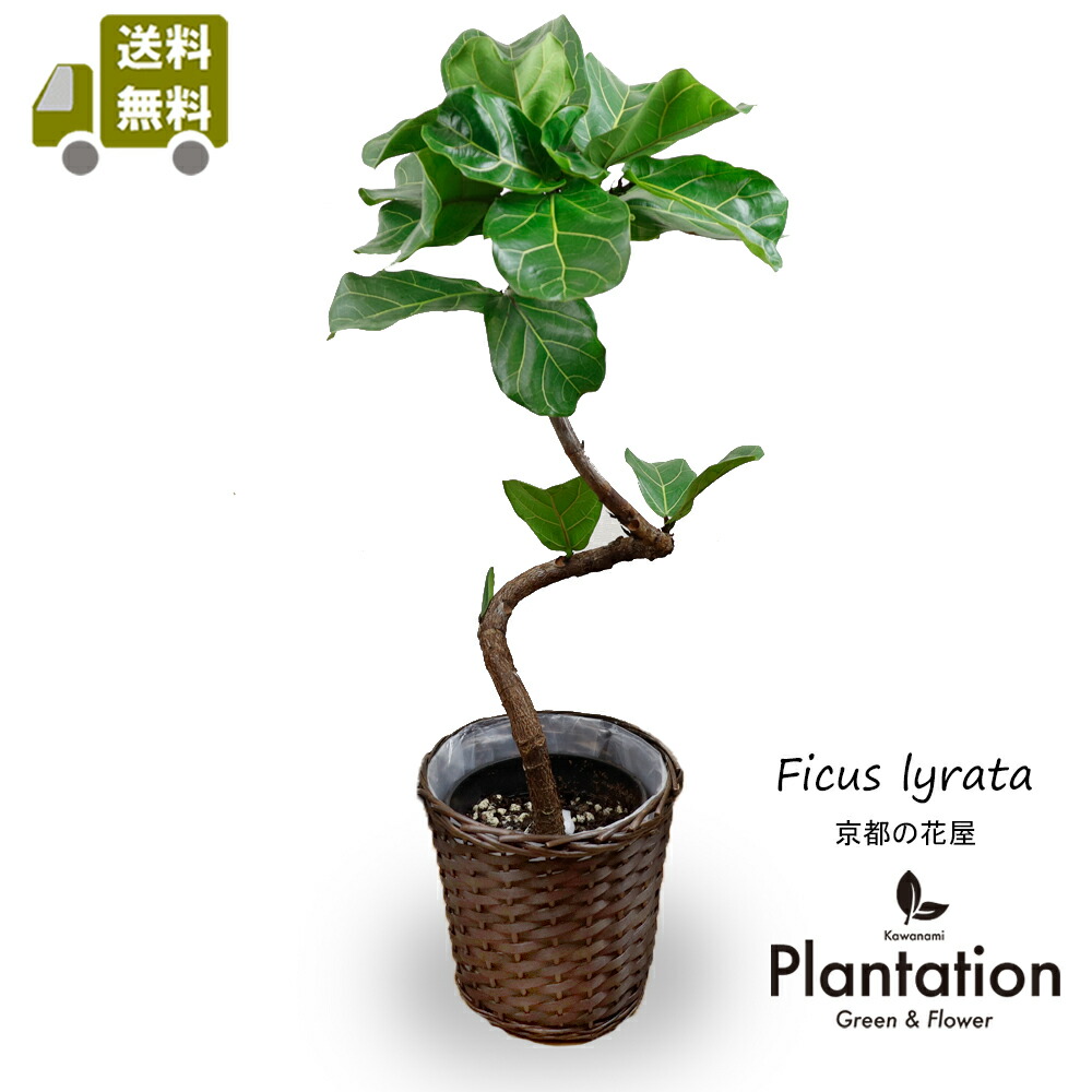 現品 カシワバゴム 柏葉ゴム バンビーノ リナータ 25番 インテリア