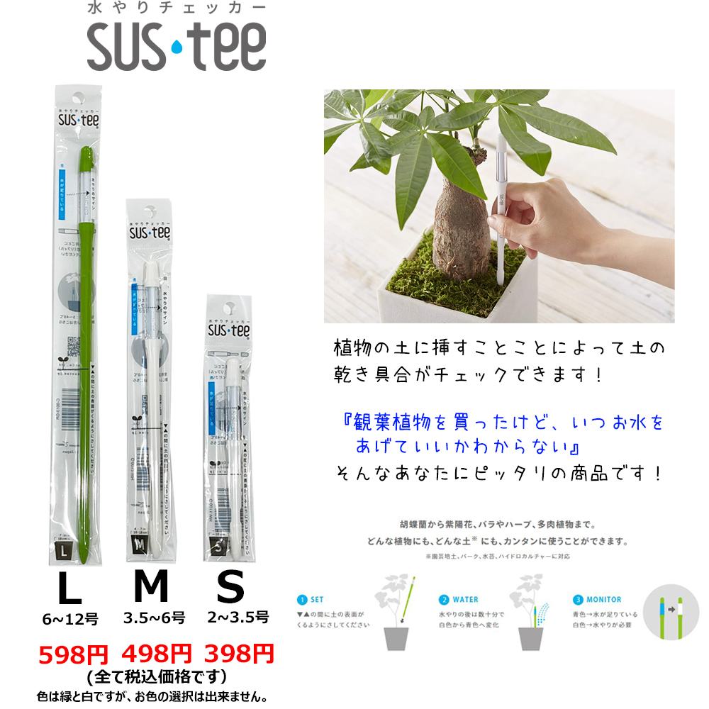 楽天市場】モンステラ10号【送料無料】【立て札＆メッセージ