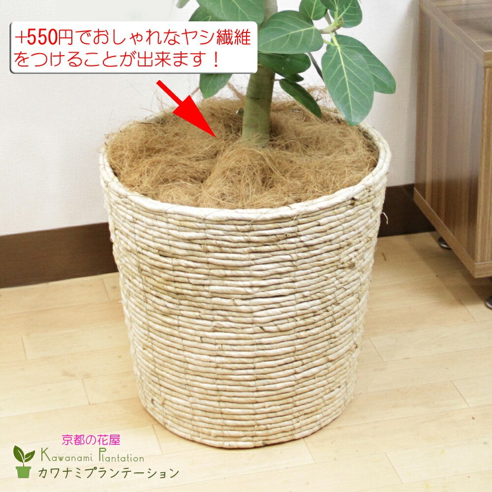 楽天市場】観葉植物フィカス ベンガレンシス幹曲り10号インド 楽天市場】観葉植物フィカス ベンガレンシス幹曲り10号インド