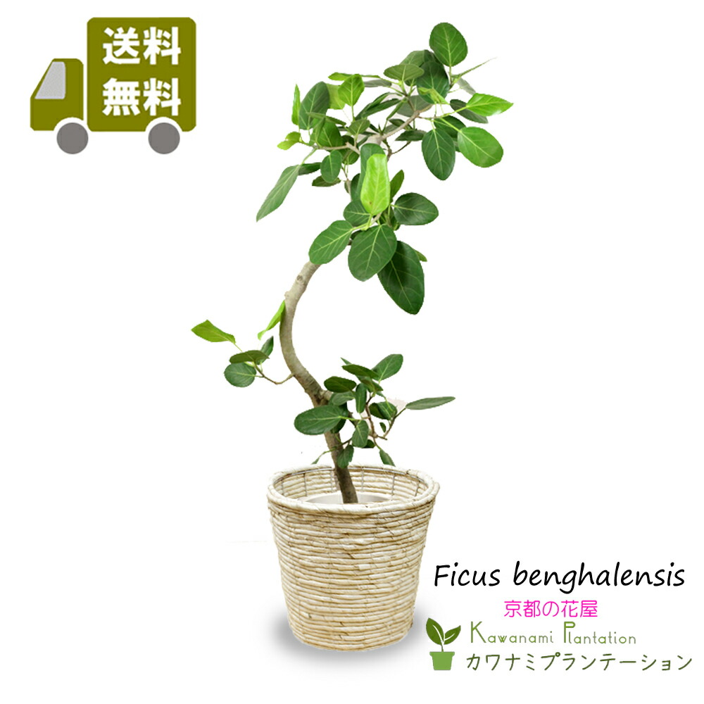 フィカス 観葉植物 ねじれた幹 フィカス 観葉植物 ねじれた幹