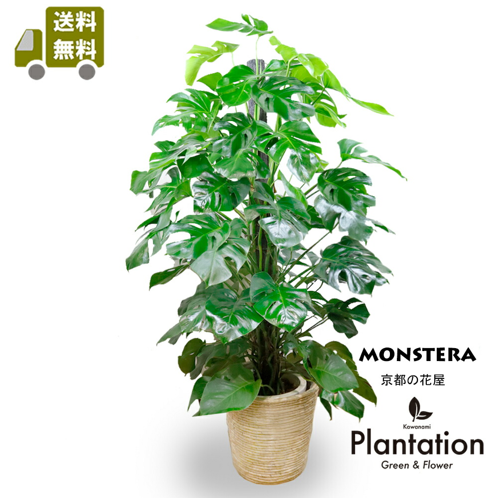 TcMa ガジュマル インテリアグリーン昇龍 TcMa様専用 ガジュマル インテリアグリーン昇龍