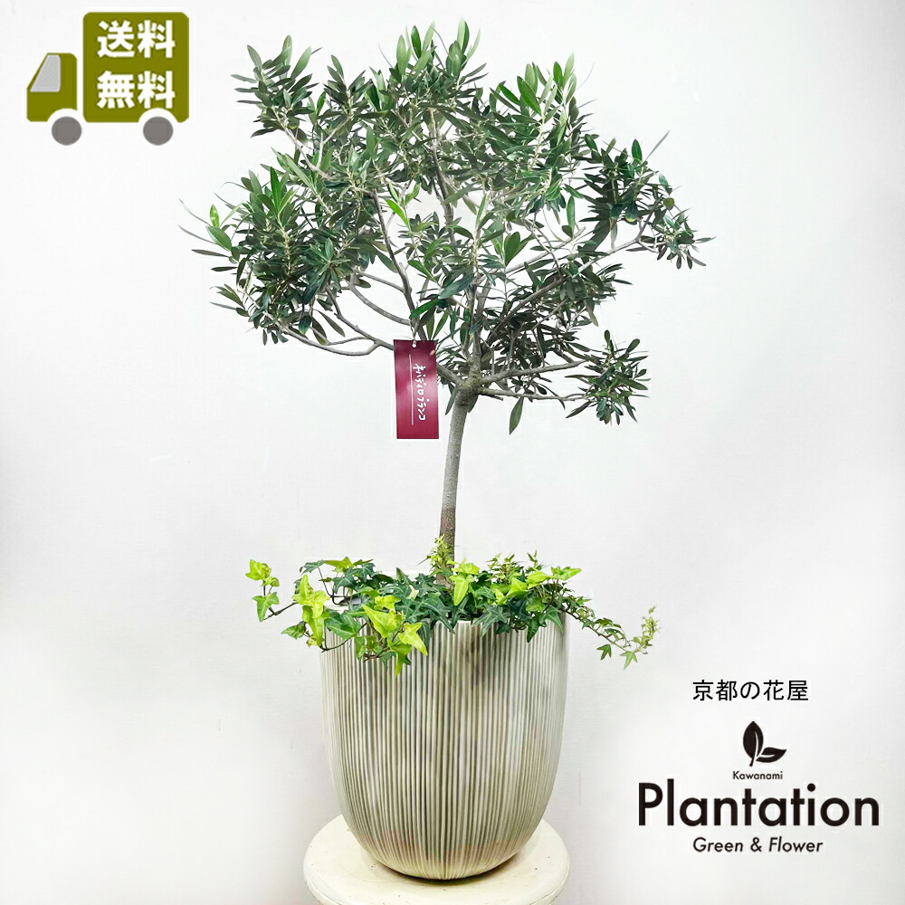 オリーブ　古木　ネバディロブランコ　５号陶器鉢つき オリーブ 古木 ネバディロブランコ 5号陶器鉢つき