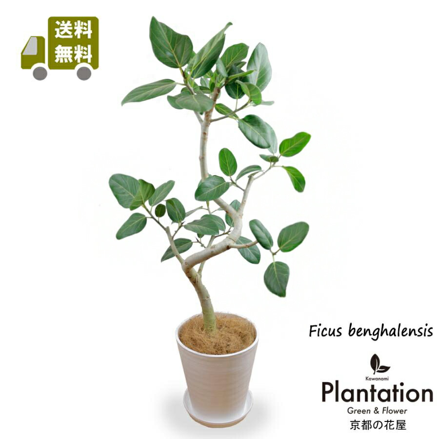 楽天市場】花言葉は『永久の幸せ』！観葉植物 フィカス ベンガレンシス
