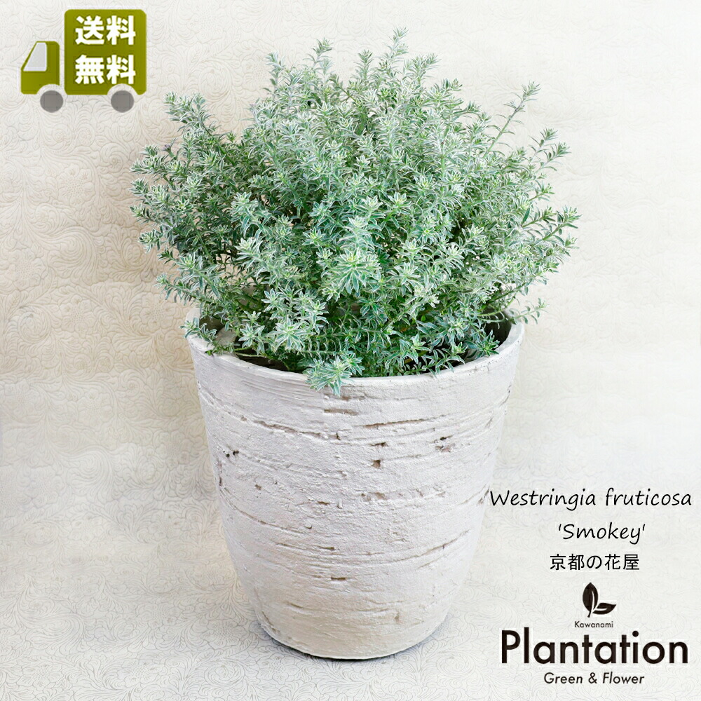 楽天市場】苗 観葉植物：ウエストリンギア スモーキーホワイト*7