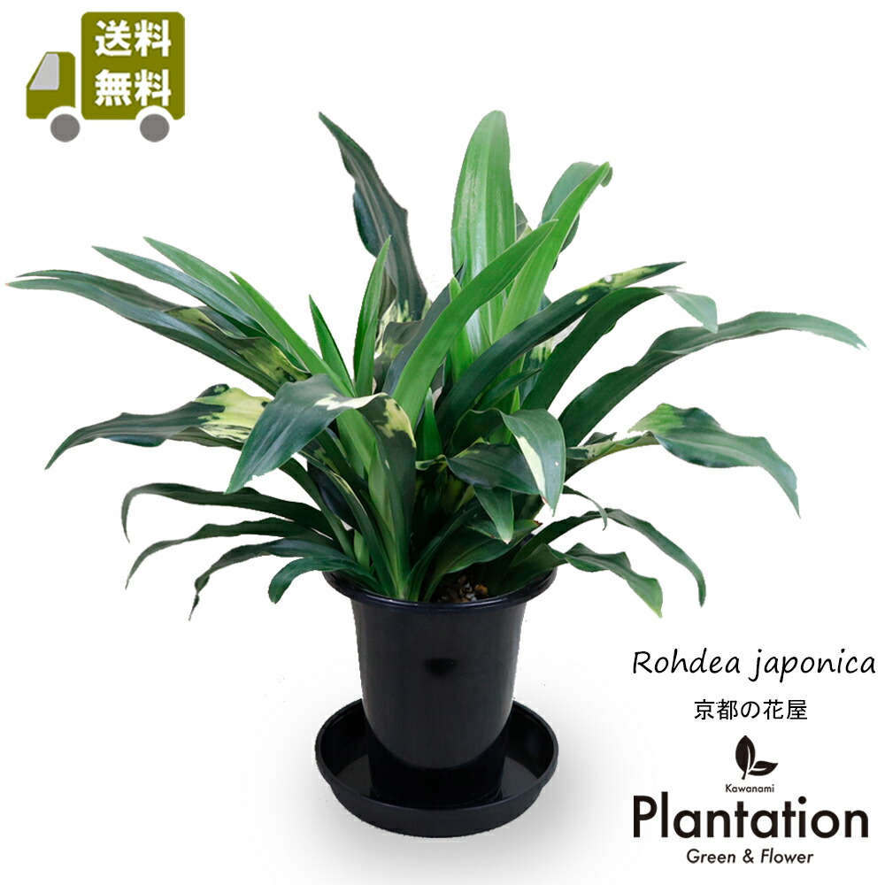 楽天市場】万年青（オモト）5号鉢【送料無料】【立て札＆メッセージ