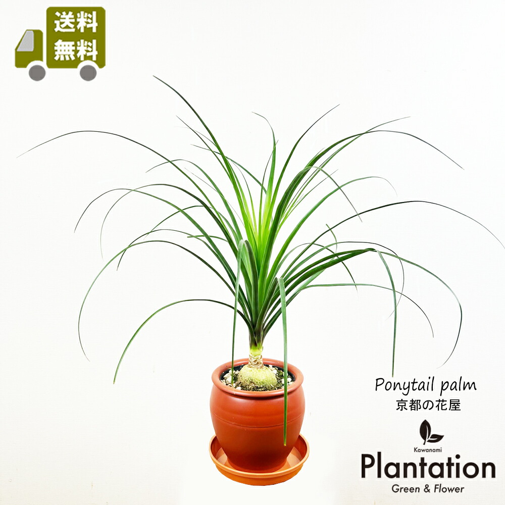 楽天市場】観葉植物 大型 プレゼントトックリラン ポニーテール 7号鉢