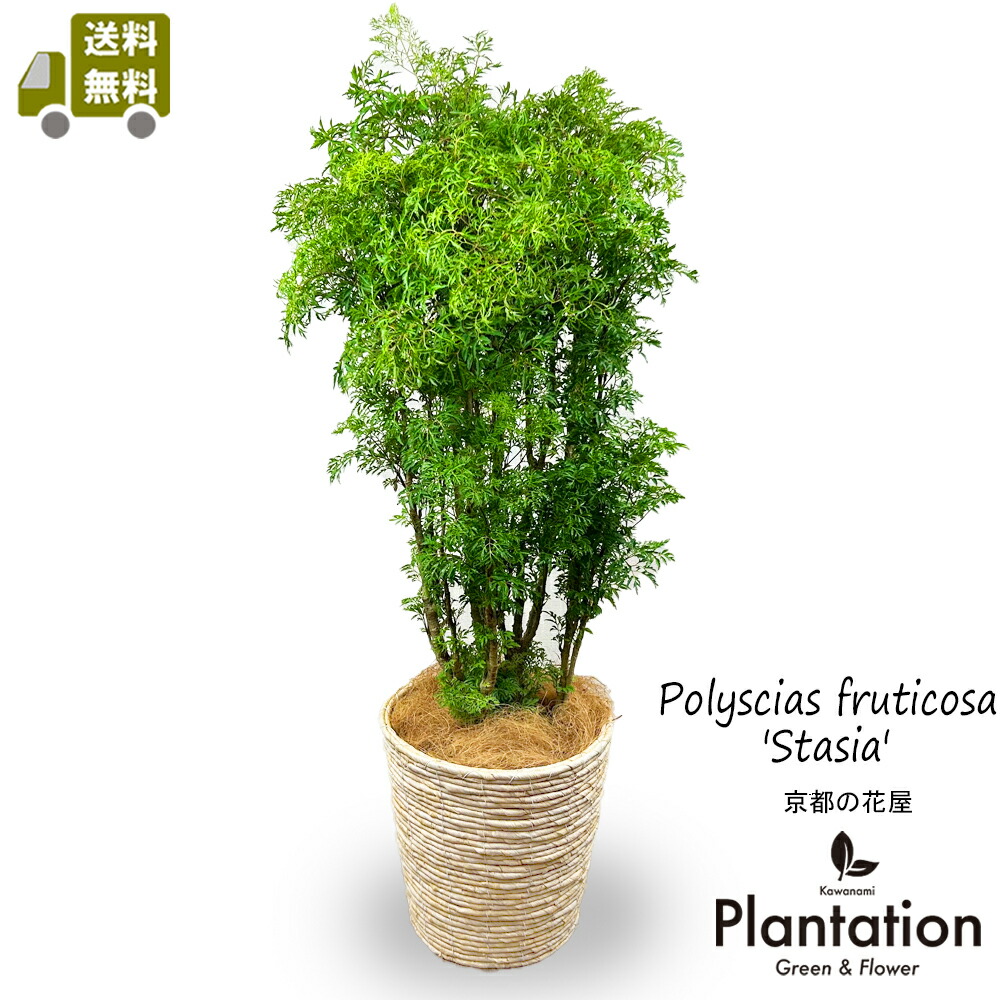 ★ ポリシャス バタフライ♪ 100cm 7号♪ Amazon｜観葉植物 ポリシャス (タイワンモミジ) 7号サイズ｜観葉