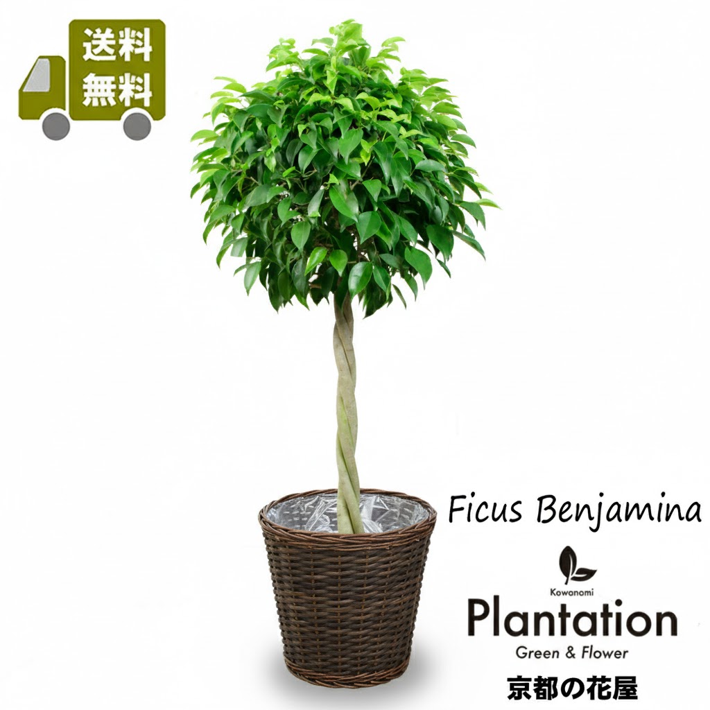 【送料無料】 観葉植物 ベンジャミン 8号 スタンド仕立て 鉢カバー付 【鉢カバー交換可】 大型 インテリア 育てやすい フィカス 室内 ギフト 開店祝 新築祝 引越祝 結婚祝|カワナミプランテーション