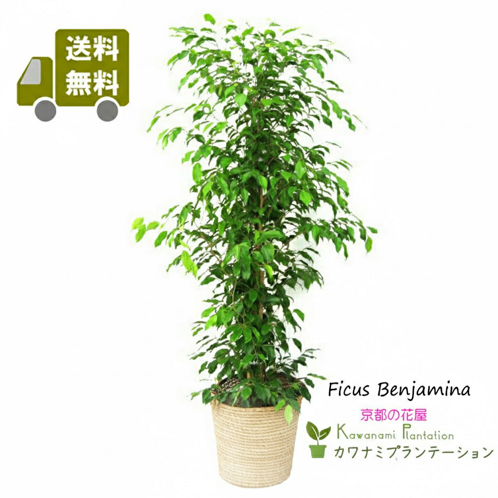 観葉草木フィカス・ベンジャミン 10号 鉢植え 貨物輸送無料 大型 室内装飾 今めかしい 差し上げ物 祝賀会【 京都のフローリストカワナミプランテーション】