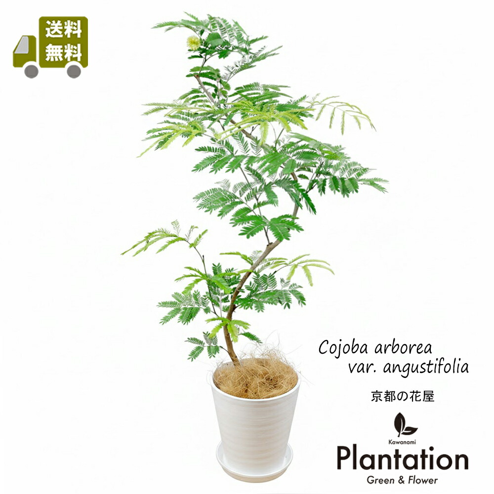 楽天市場】エバーフレッシュ 曲がり 7号 ねむの木 観葉植物