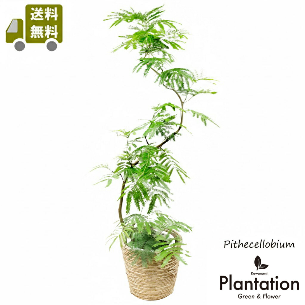 楽天市場】変化を楽しめる観葉植物 エバーフレッシュ（ネムノキ）10