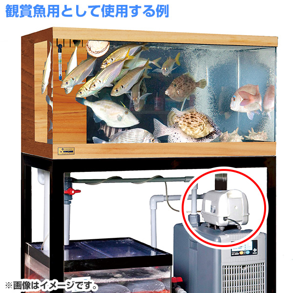 楽天市場 浄化水用 観賞魚用 エアーポンプ Rlp 60 水槽 飼育槽 飼育 ゼンスイ 送料無料 くらしのｅショップ