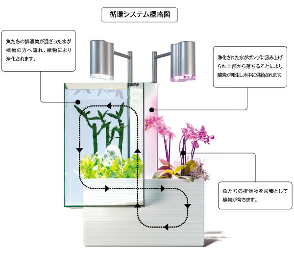 50hz専用 ブリオ35 家庭用 アクアポニックス 水槽 植物 生体 砂利は付属しません 水槽 アクアポニクス インテリア水槽 熱帯魚 観葉植物 金魚 植物 アクアリウムファンタジーワールド 送料無料 Relentlessvb Com