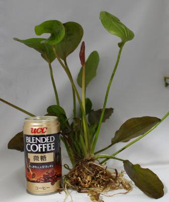 楽天市場】エキノドルス・レッドデビル（1株） : 水草通販 イイ水草