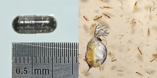 楽天市場 みじんこの卵 １カプセル 水に入れるだけでミジンコ誕生 送料無料 水草通販 イイ水草 楽天市場店