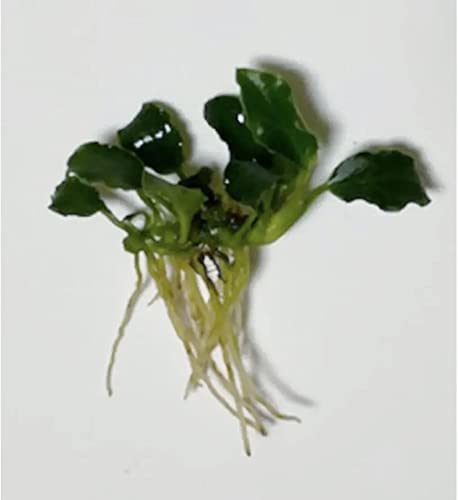 アヌビアス sp. ギニア 抜き苗 魚用品・水草