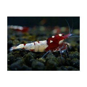 レッドビーシュリンプ ピント(スポットあり)Sクラス(レッドピントシュリンプ)5匹セット ◆極美のSクラス◆