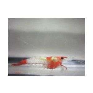 ルリーシュリンプ１０匹セット 繁殖力no 1