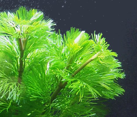 楽天市場 カモンバ ５本 メダカの産卵に 水草通販 イイ水草 楽天市場店