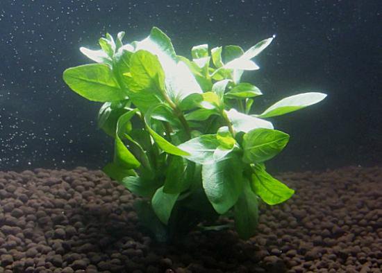 楽天市場】エリオカウロンsp．“ソーシャルフェザーダスター” 1株