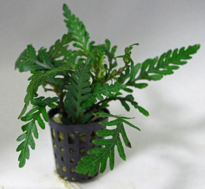 楽天市場】ミクロソリウム・トライデント ミニ (3株) ◇大きく