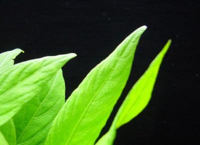 柔らかい 水草 ボークハイグロフィラ ３本 国産無農薬 大型のハイグロフィラ Toyama Nozai Co Jp