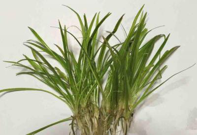 楽天市場】エキノドルス・レッドデビル（1株） : 水草通販 イイ水草