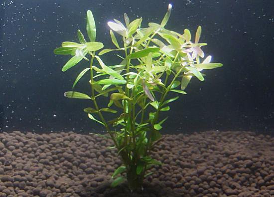 楽天市場】エリオカウロンsp．“ソーシャルフェザーダスター” 1株