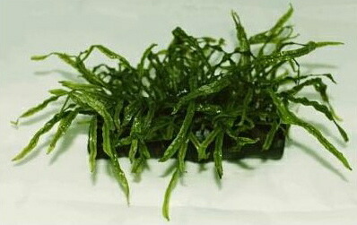 楽天市場】ミクロソリウム・ミニ (3株) ◇大きくならない