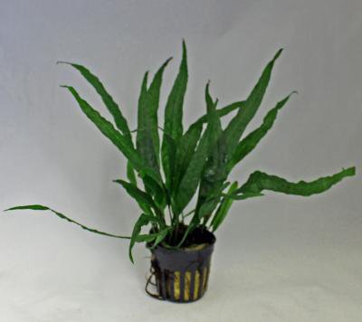 楽天市場】ミクロソリウム・ミニ (3株) ◇大きくならない