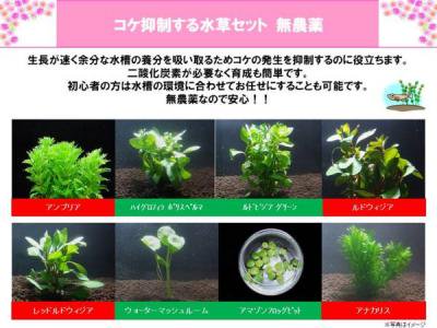 楽天市場】（水草）花が咲く ビオトープ 水草セット 【無農薬 メダカ