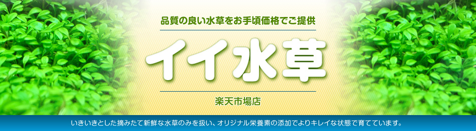 楽天市場 水草 キューバパールグラス ５ｃｍ ５cmサイズ 無農薬 無害虫 水草通販 イイ水草 楽天市場店