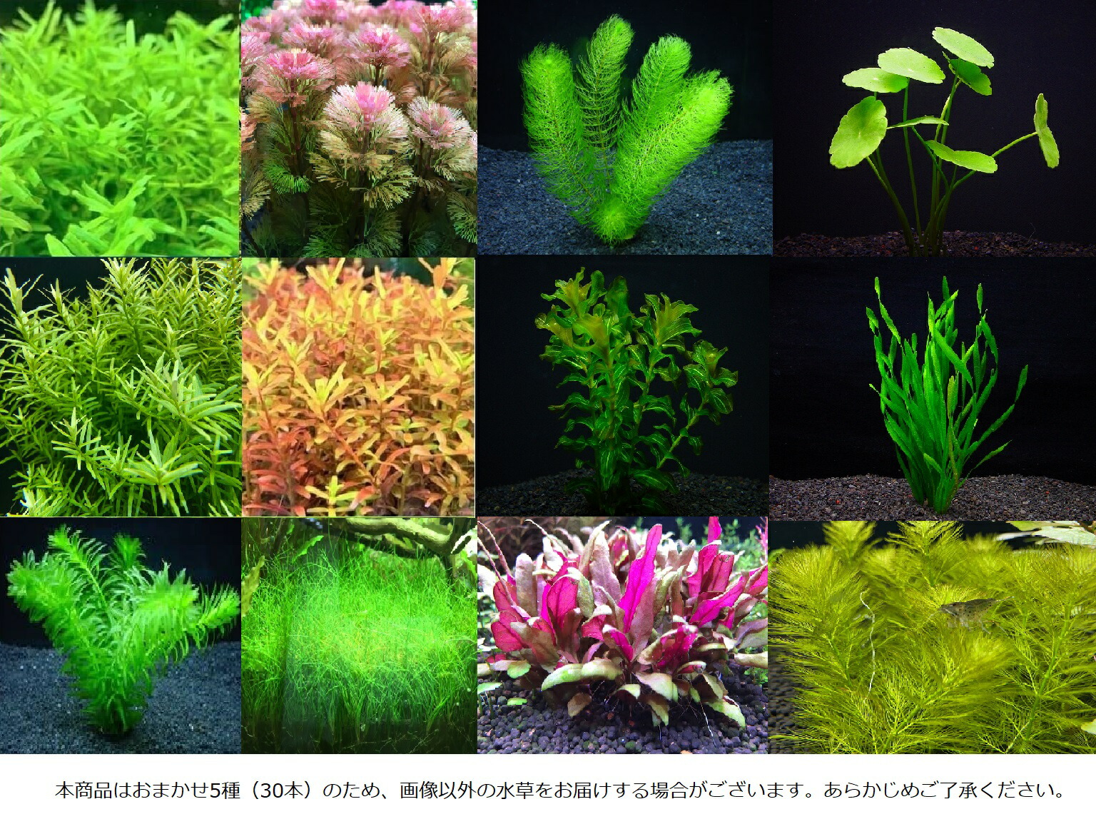 ロタラマクランドラ斑入り 3本 水中葉 無農薬 無害虫 - 水草