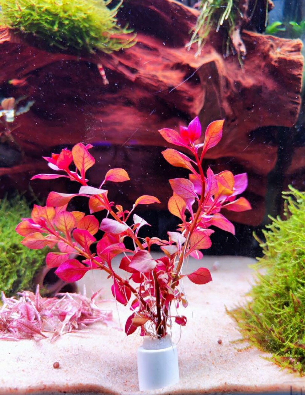 楽天市場】（水草) クリプトコリネ・ウェンティ・ピンク(5株) ◇無