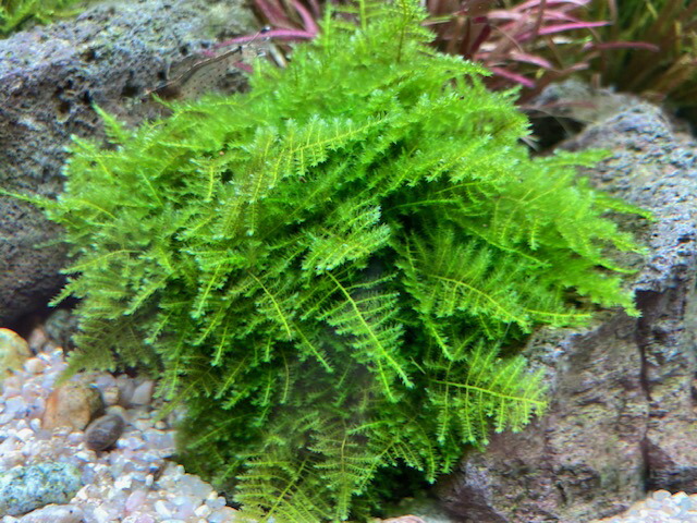 楽天市場】（水草） ウィーピングモス （玄武岩活着タイプ