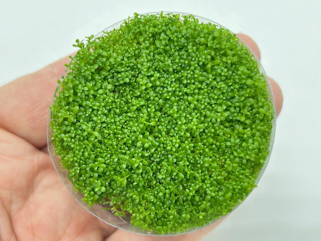 楽天市場】(水草)（水中葉）大量キューバパールグラス 直径7cm