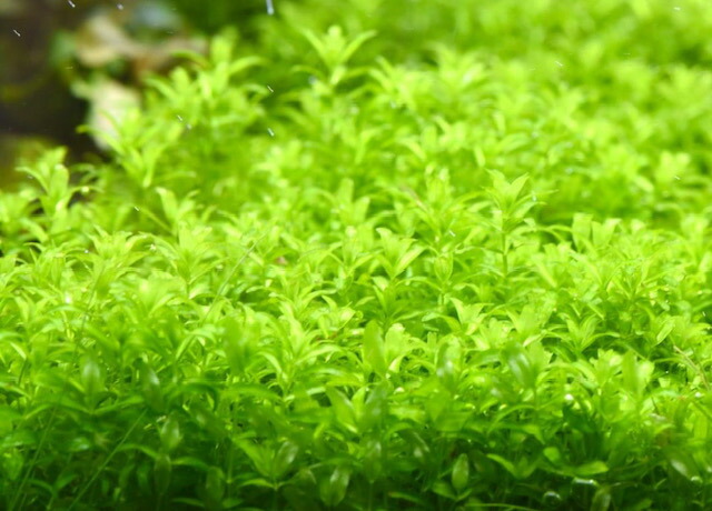 楽天市場】(水草)（水中葉）大量キューバパールグラス 直径7cm