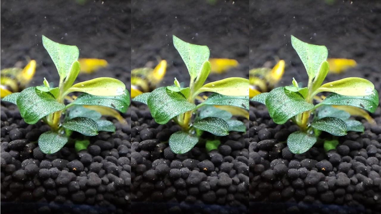 楽天市場】（水草） ブセファランドラ sp ホワイト 1株 【水草 冬