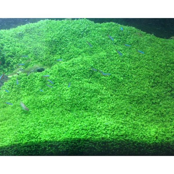 楽天市場 水草 ニューラージパールグラス ２５本 無農薬 無害虫 水草通販 イイ水草 楽天市場店