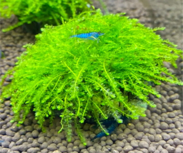 楽天市場】（水草） キューバパールグラス （5cm×5cmサイズ