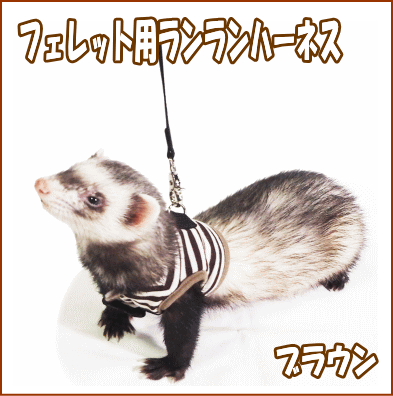 小動物飼育セット　未使用品　フェレット 楽天市場】フェレット 飼育セットの通販